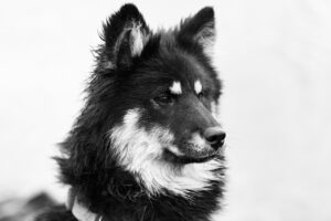 ペットロスからの再飼育に最適なタイミングはいつ？