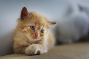 ペットロスに悩むあなたへ、ペットロス対策講座案内はどのような内容ですか？