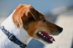 ペットロスを乗り越えるための写真整理方法は？