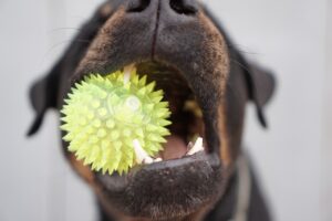 ペットロスを癒すフォトグッズの作り方は？