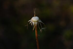 ペットロスの寂しさを和らぐ方法は？