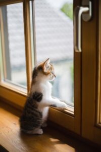 ペットロスの悲しい気持ちを解消する方法は？