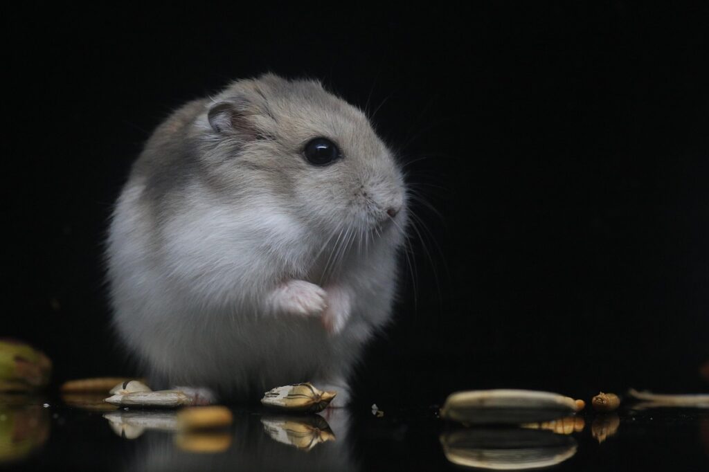 ペットロスを乗り越えるための鳥や小動物対処法は？