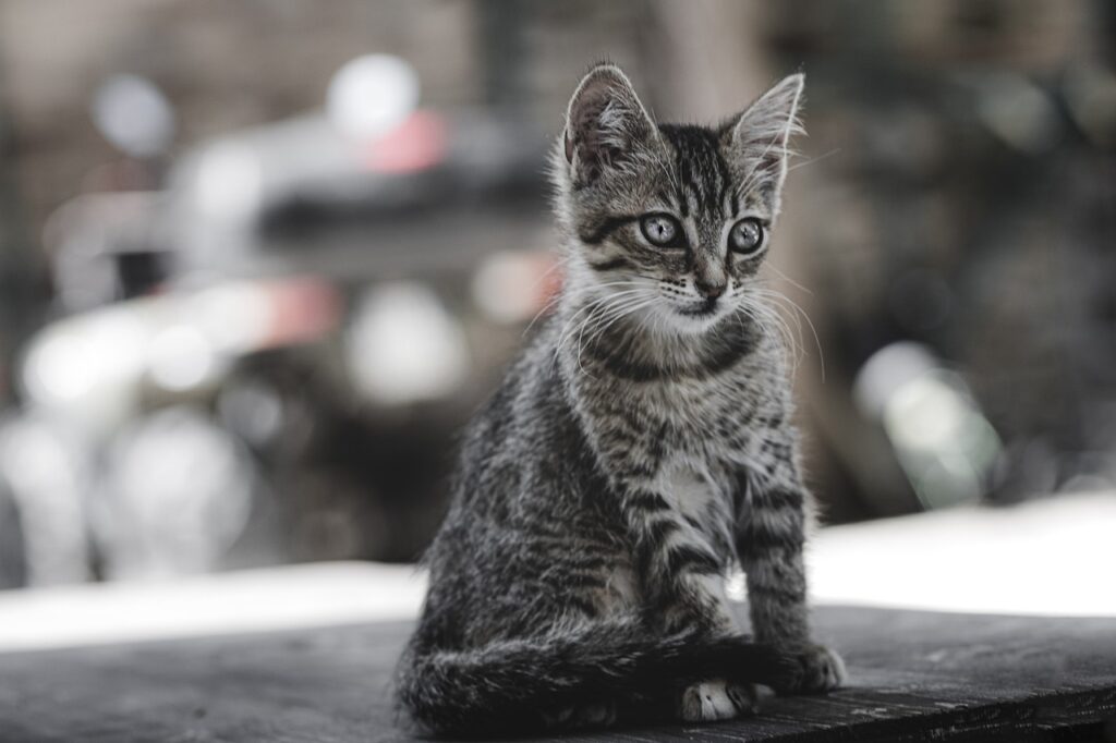 ペットロスを乗り越える多頭飼い後の悲しみとは？