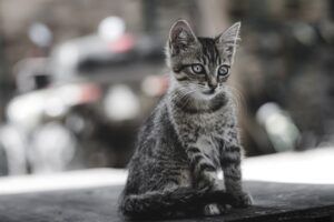 ペットロスを乗り越える多頭飼い後の悲しみとは？
