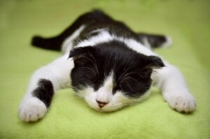 ペットの匂いが残っている場合の意味とは？