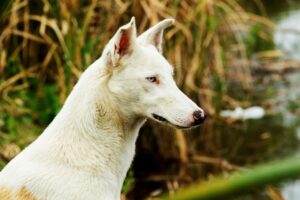 ペットロスの悩みを解消するカウンセリングをオンラインで受ける方法は？