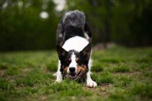 ペットロスを乗り越えるための愛を昇華する方法とは？