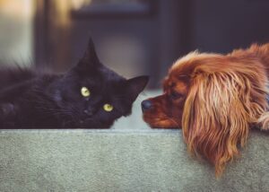 ペットロスが苦しい時にどう乗り越えるかのヒントは？