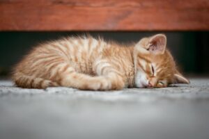 ペットロスで寝れない夜に苦しい時の対処法は？