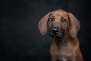 ペットロスで心の穴をどう埋めるかのヒントは？
