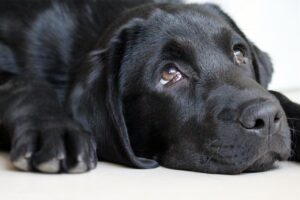 ペットロスの罪悪感が消えない時に試すべき対処法は？