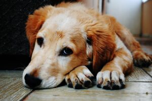 ペットロスを理解されない人に伝える悲しみとは？