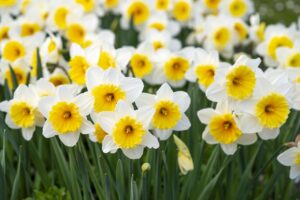 ペット供養に最適な花の種類とは？