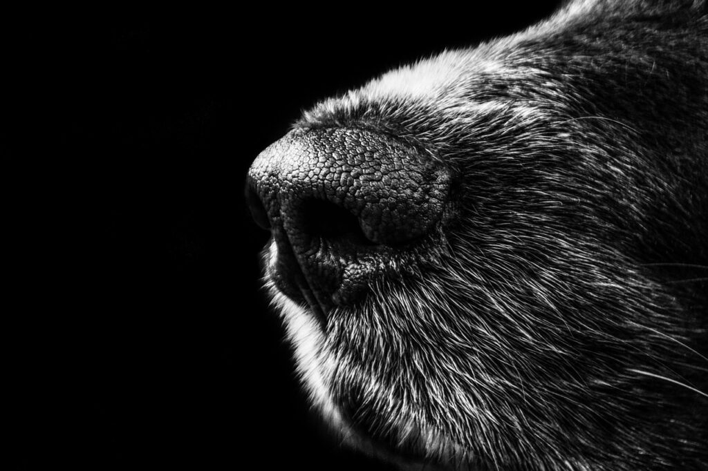 ペットロスでパニック状態になった時の対処法は？