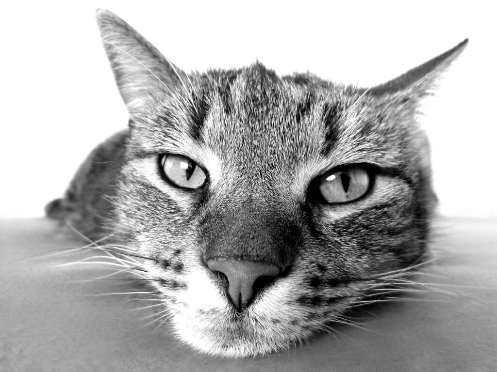ペットロスで感じる小動物への深い悲しみをどう乗り越えるべきか？