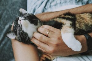 ペットロスで猫を亡くなった後の心のケアはどうすれば良い？