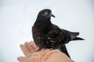 ペットロスを乗り越えるために無理に忘れなくていい理由は？