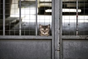 ペットロスを乗り越えるための瞑想が苦手な方の対処法は？