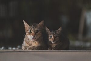 ペットロスを経験した時、家族が理解してくれない場合の対処法は？