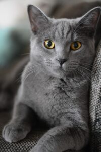 猫を亡くした後に立ち直れない時の心の整理法は？