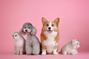 ペットロスから心の再生を遂げるためのプロセスとは？