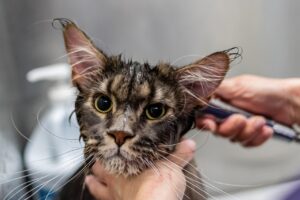 ペットロスで相談する勇気が出ないときの対処法は？